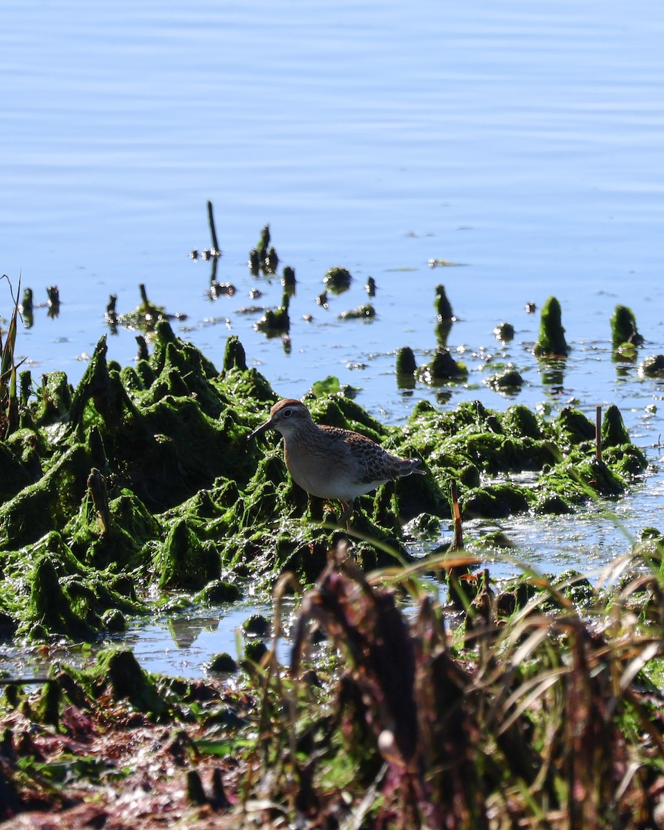 Sharp-tailed Sandpiper - ML644250193