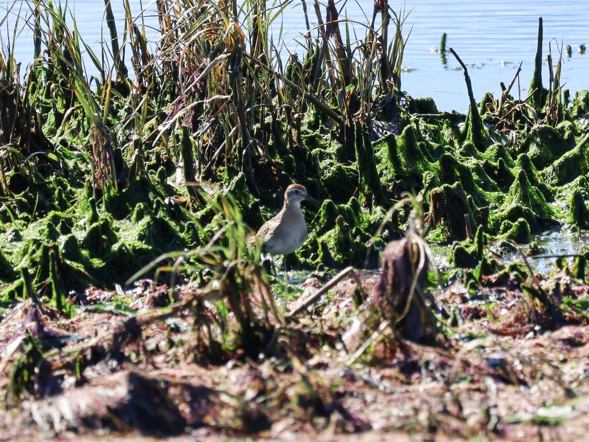 Sharp-tailed Sandpiper - ML644250194