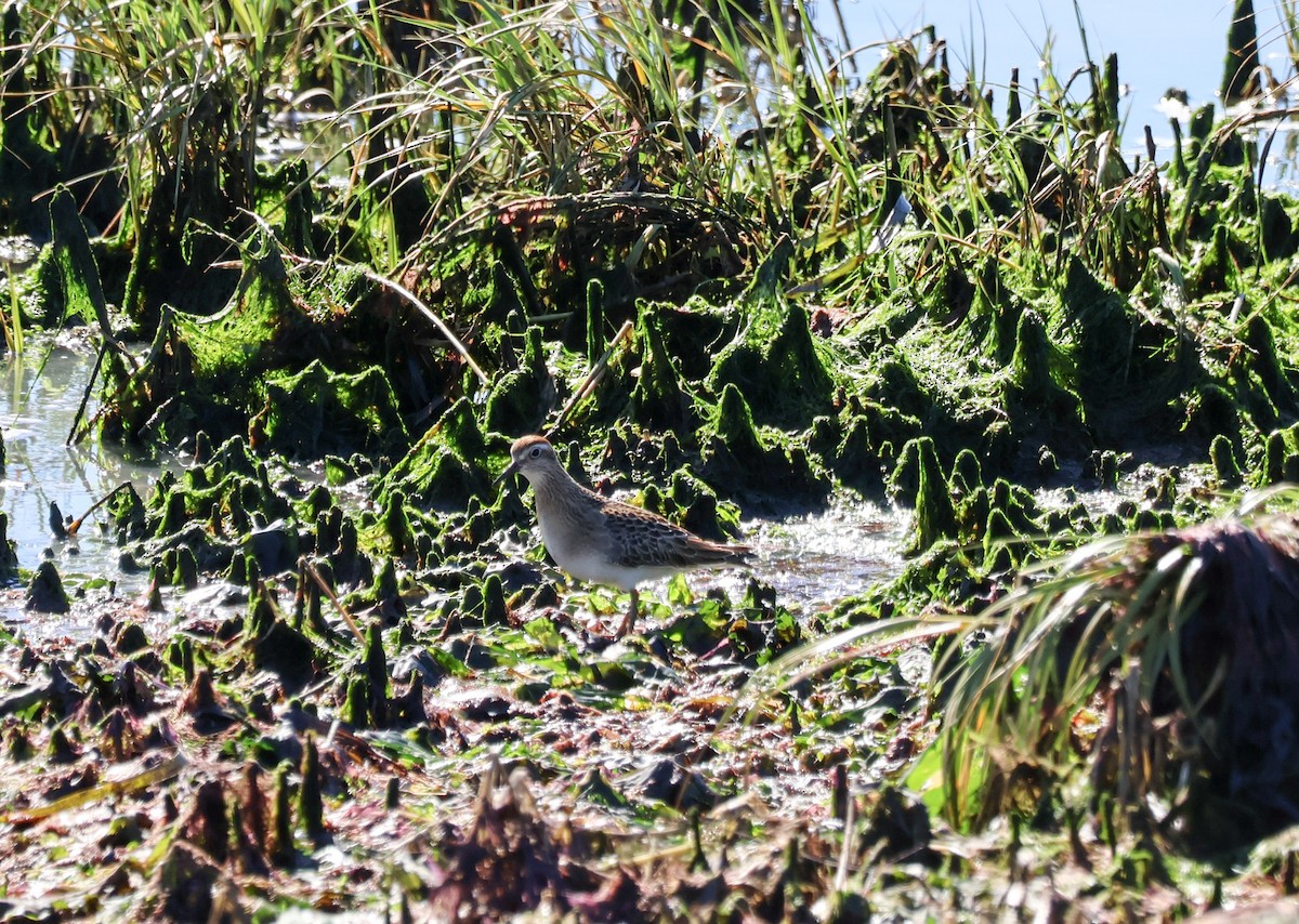 Sharp-tailed Sandpiper - ML644250195