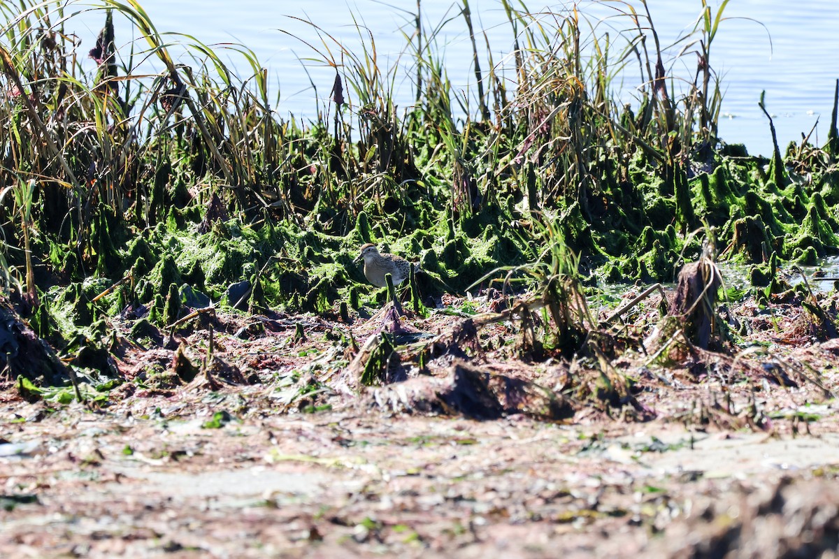 Sharp-tailed Sandpiper - ML644250196