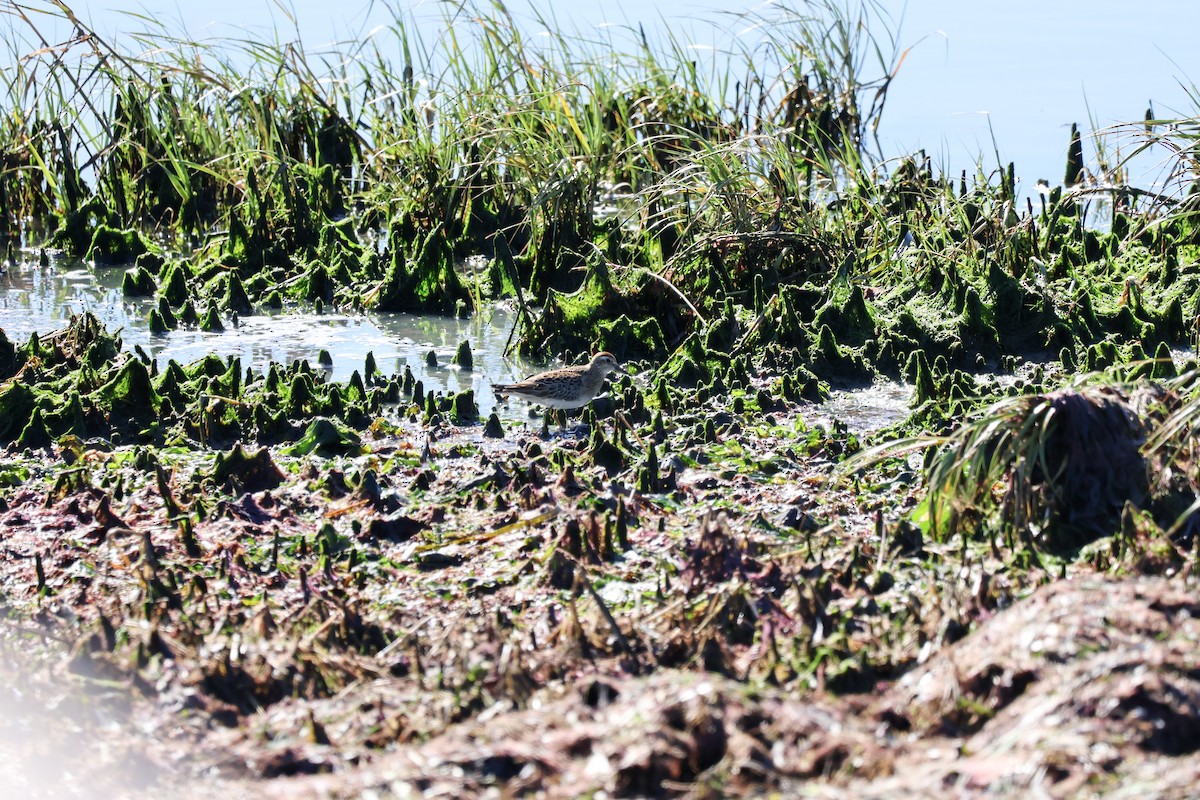 Sharp-tailed Sandpiper - ML644250197