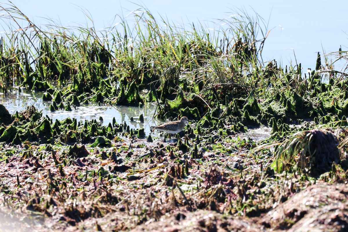 Sharp-tailed Sandpiper - ML644250198
