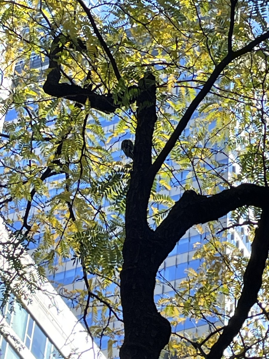 Yellow-bellied Sapsucker - ML644250200