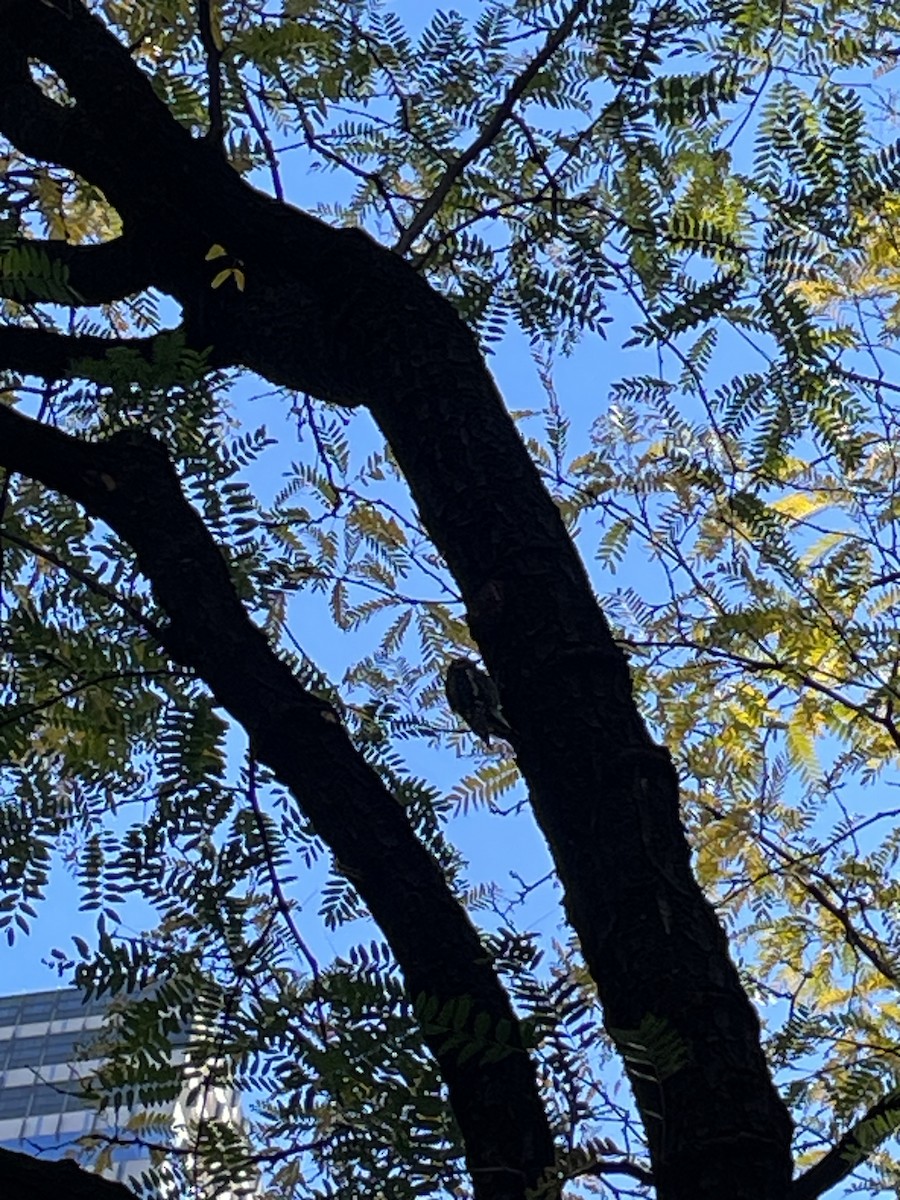 Yellow-bellied Sapsucker - ML644250201