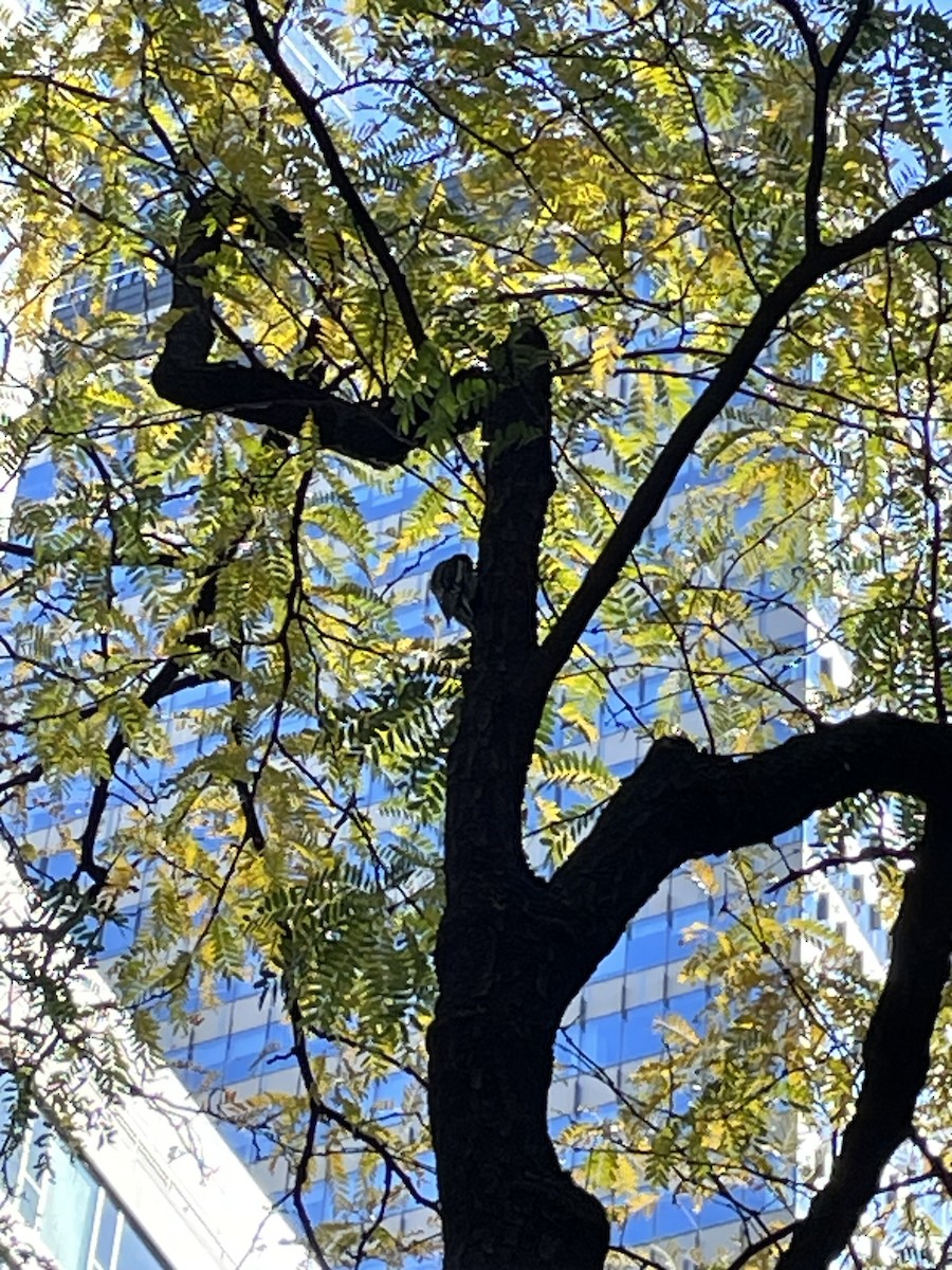 Yellow-bellied Sapsucker - ML644250203