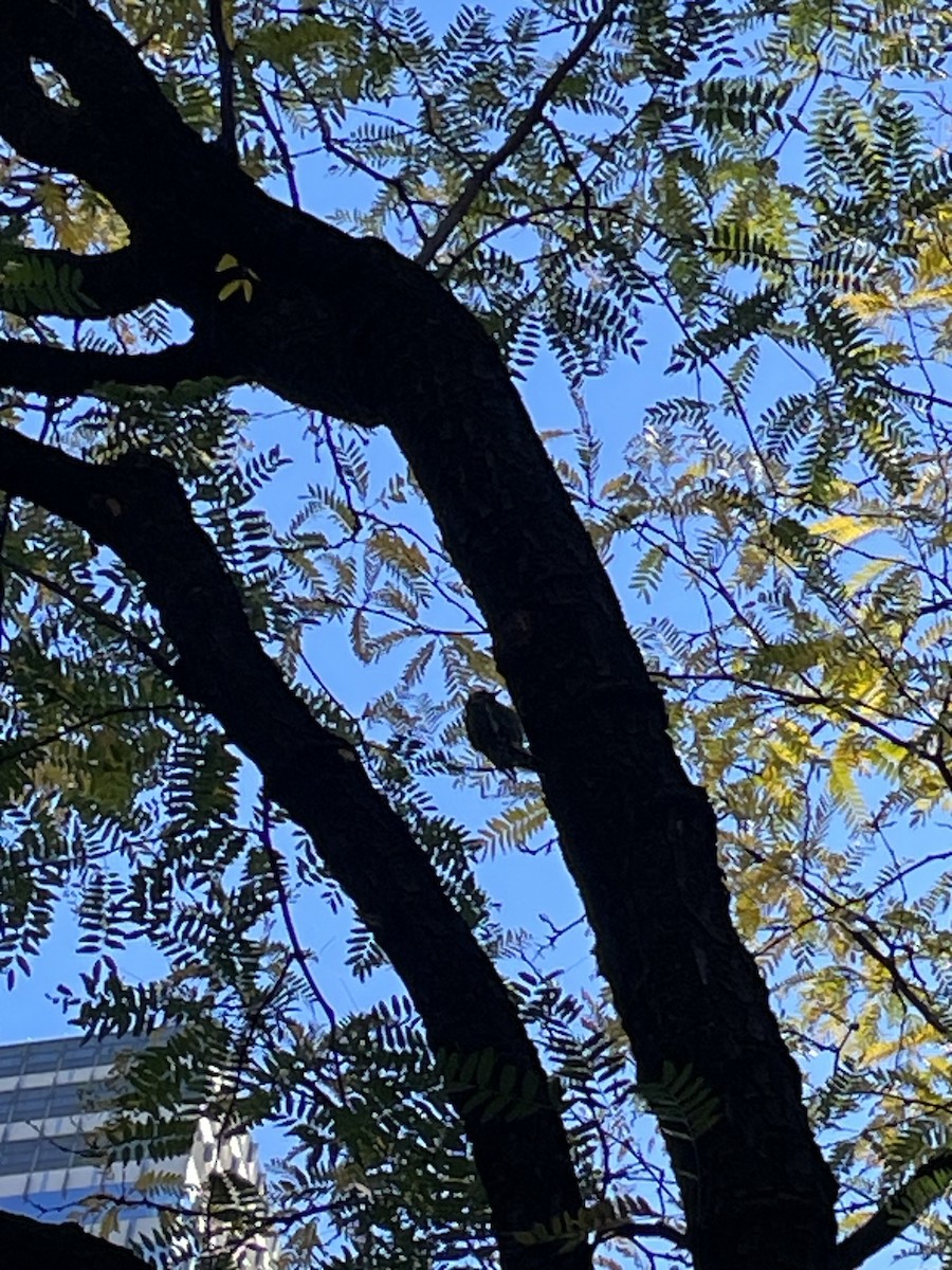 Yellow-bellied Sapsucker - ML644250204