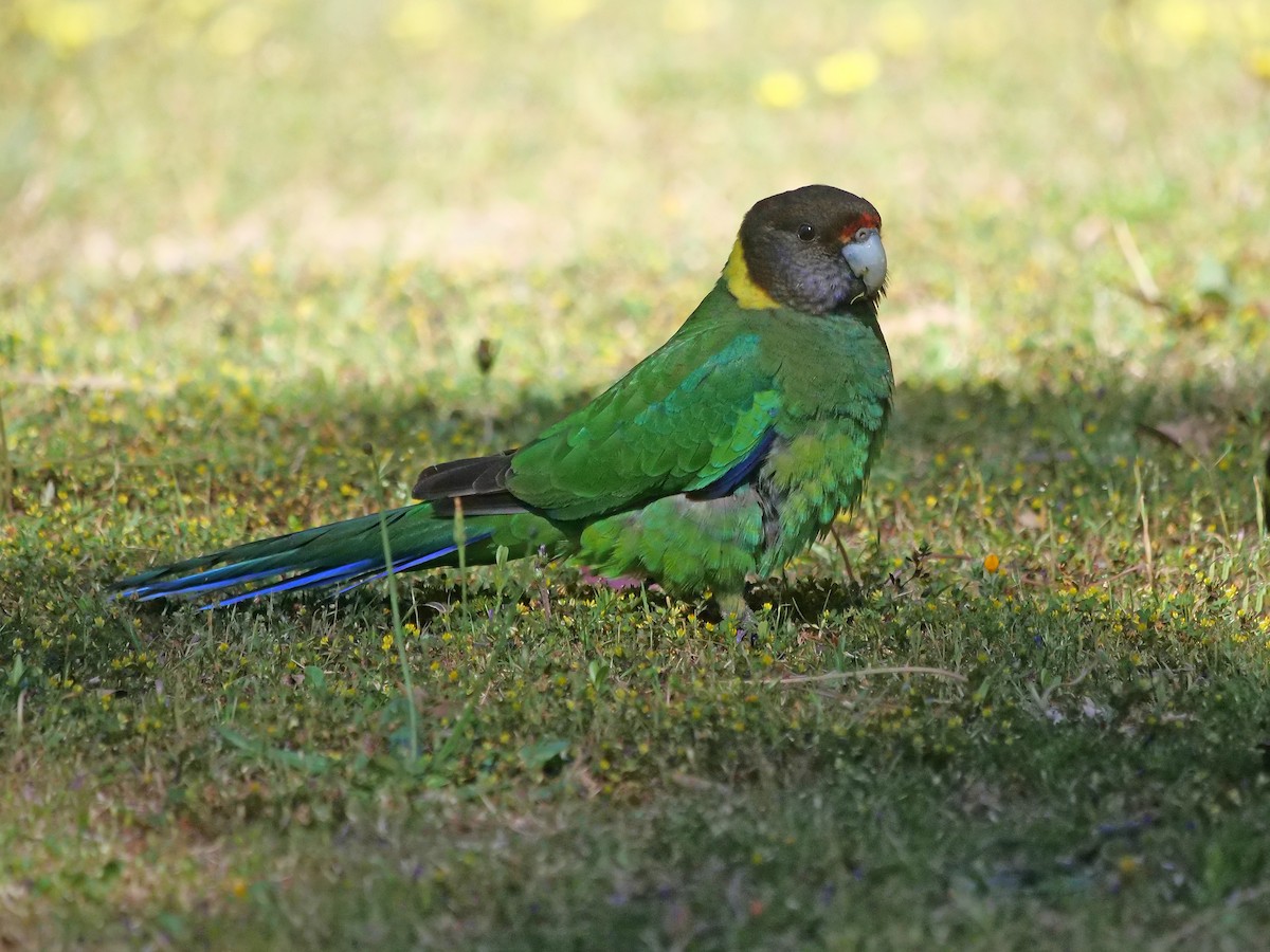 svarthodeparakitt - ML644250214