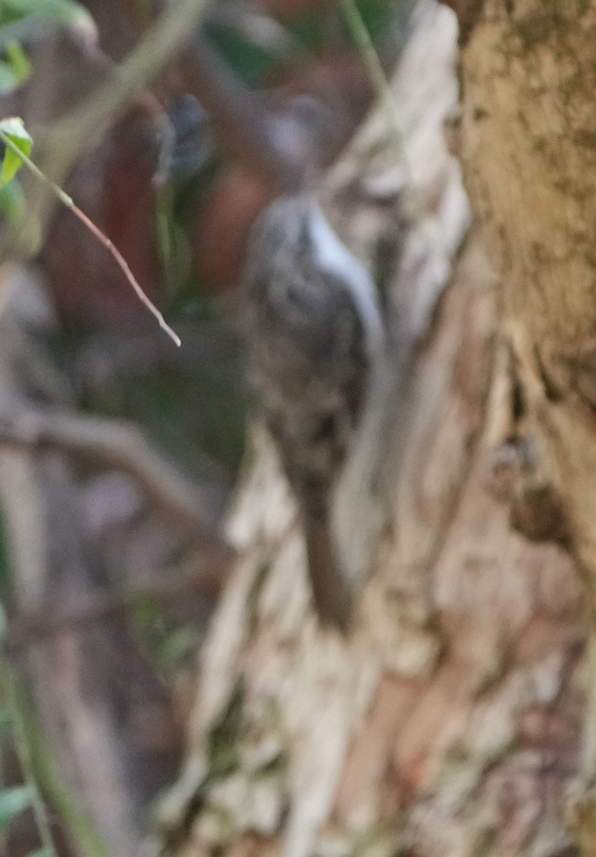 Brown Creeper - ML644250218