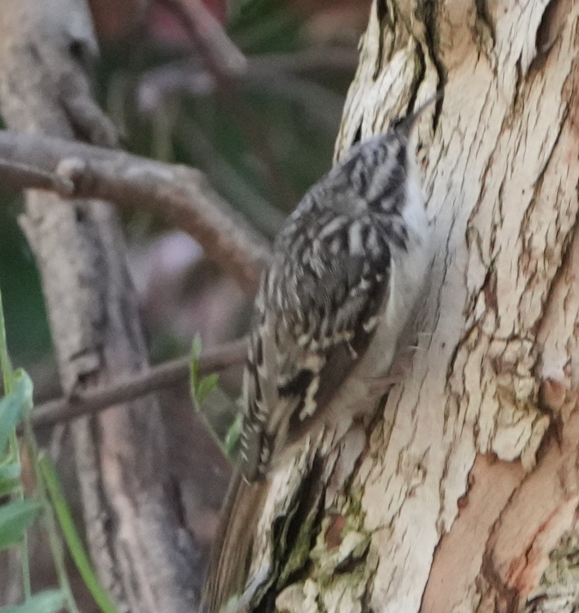 Brown Creeper - ML644250219