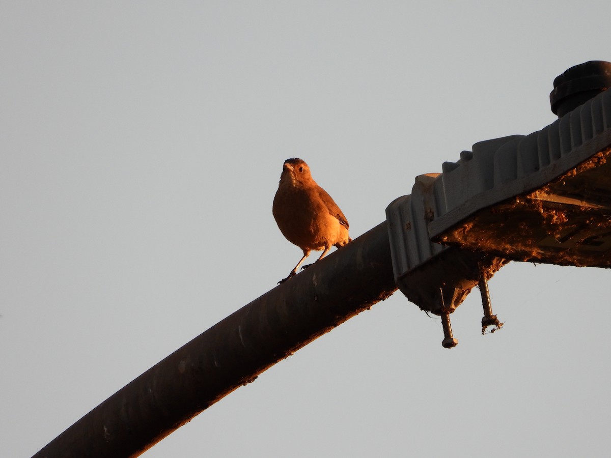 Rufous Hornero - ML644250228