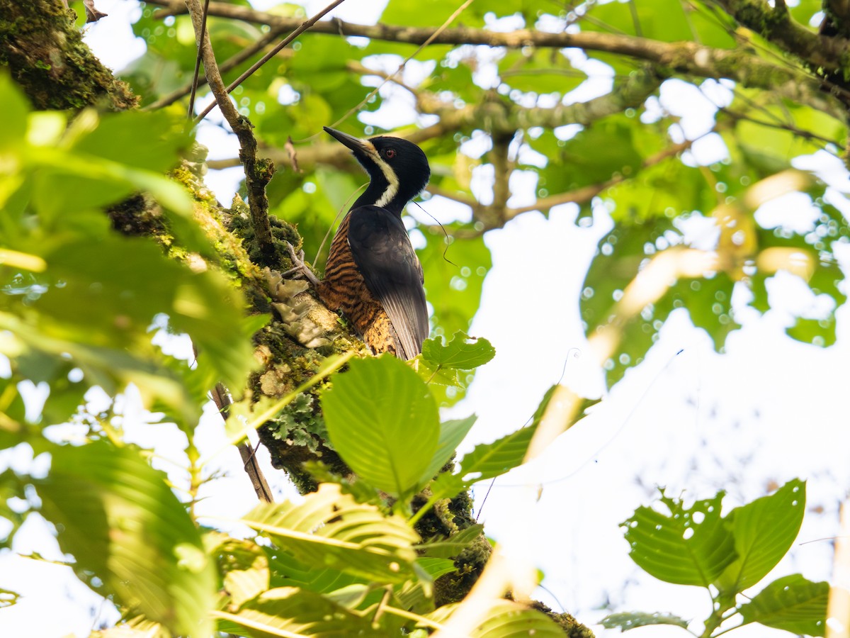 Powerful Woodpecker - ML644250230