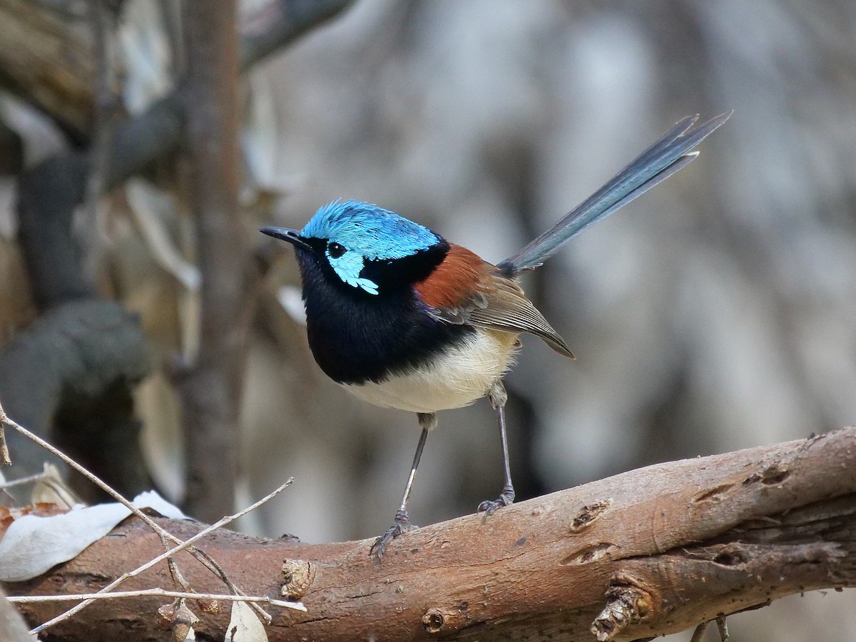 Red-winged Fairywren - ML644250238