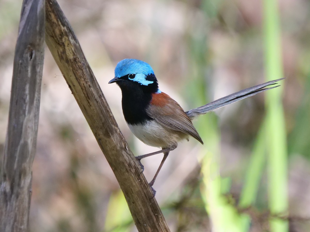 Red-winged Fairywren - ML644250240
