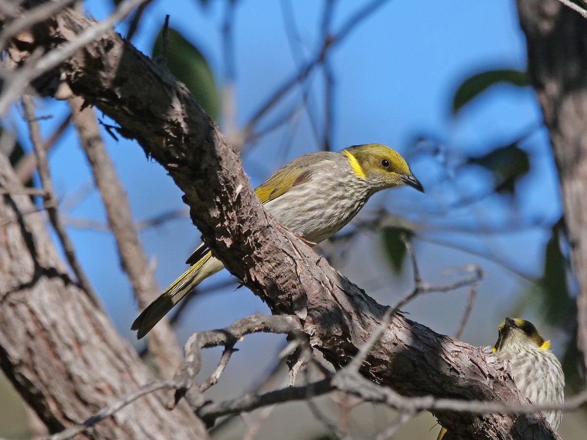 Медник смугастоволий - ML644250253