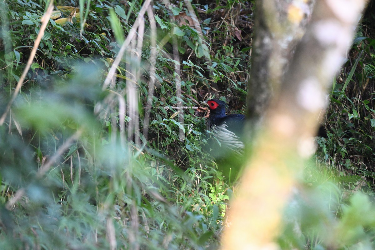 Faisan leucomèle - ML644250275