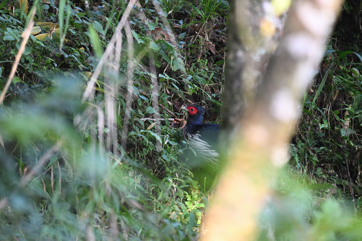 Faisan leucomèle - ML644250276