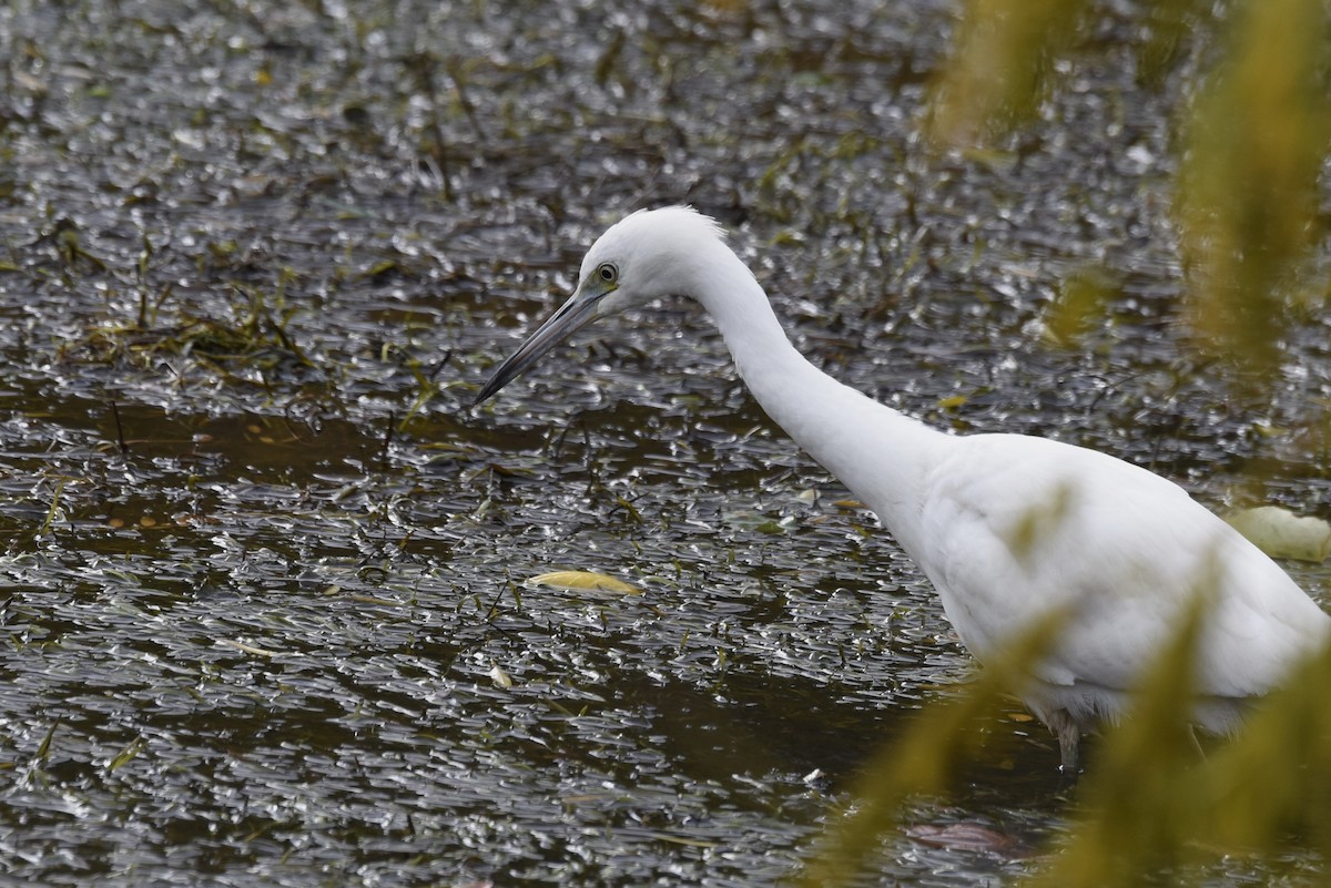 Little Blue Heron - ML644250277