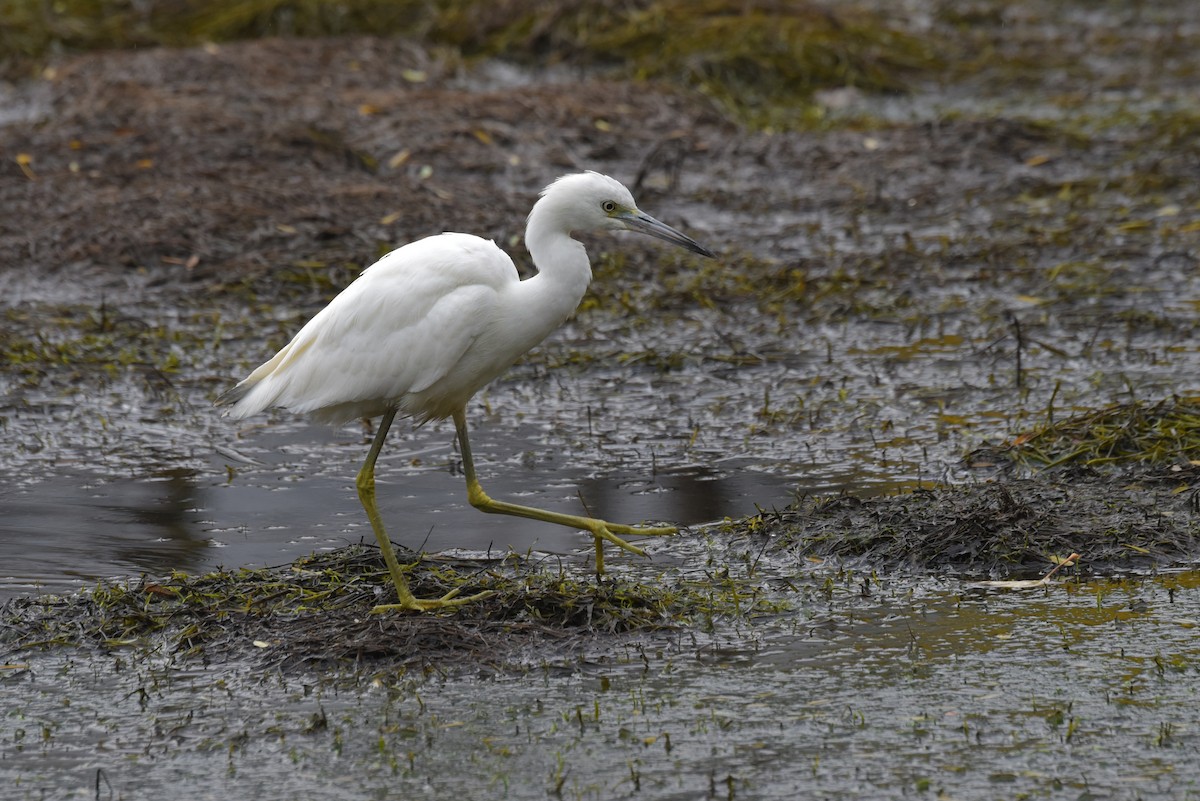Little Blue Heron - ML644250278