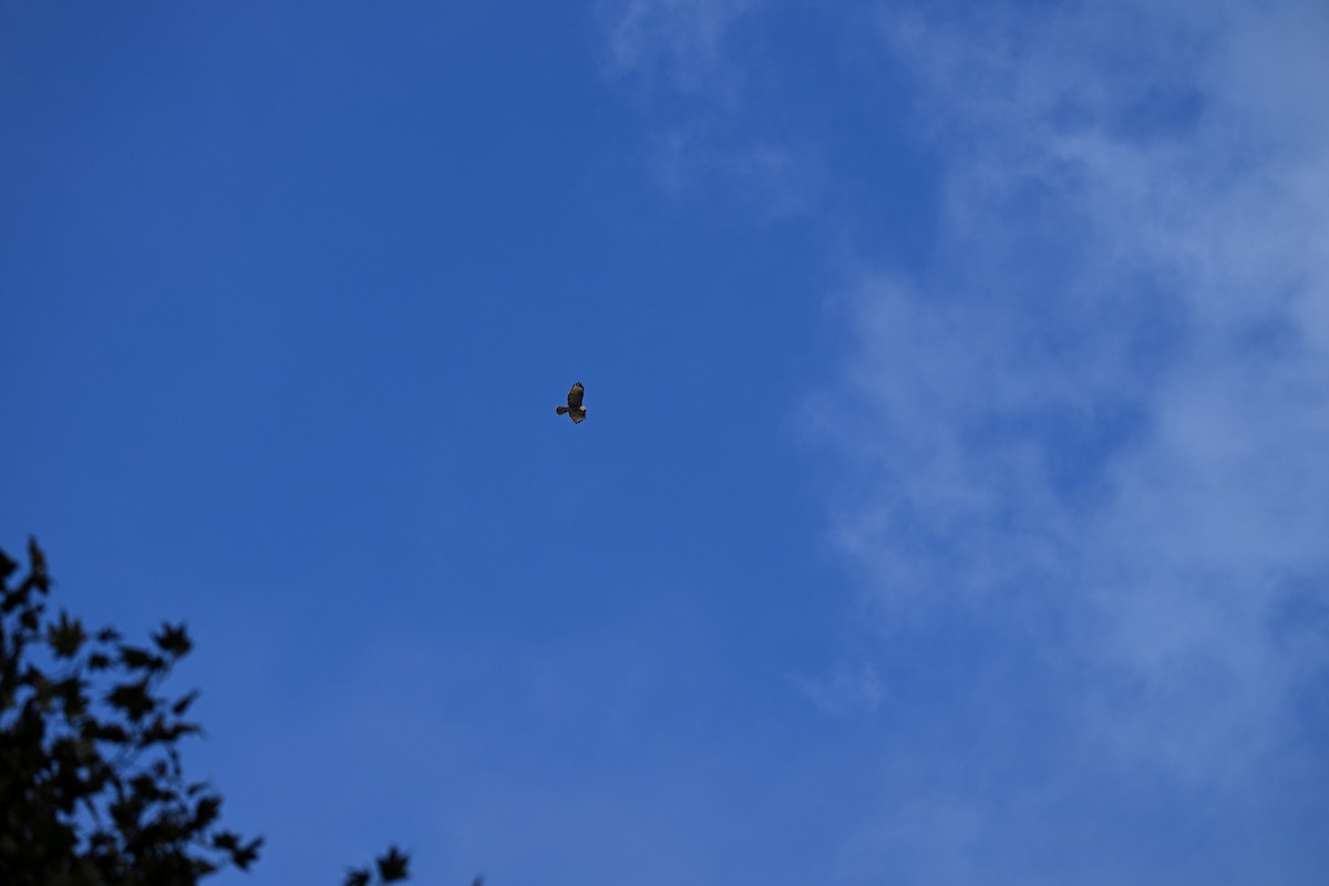 Himalayan Buzzard - ML644250295