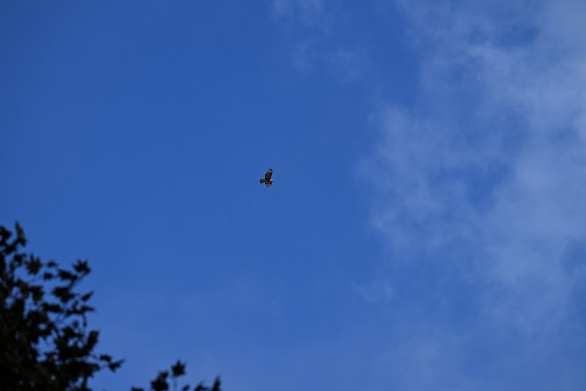 Himalayan Buzzard - ML644250296