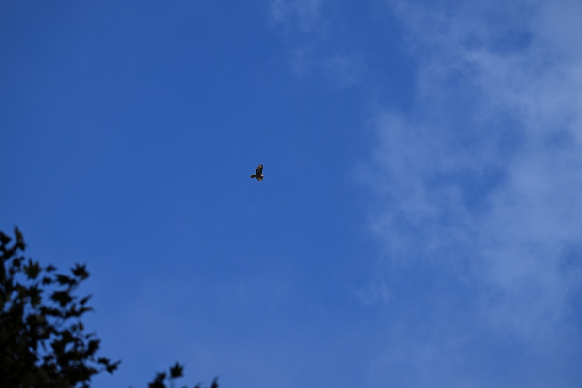 Himalayan Buzzard - ML644250297