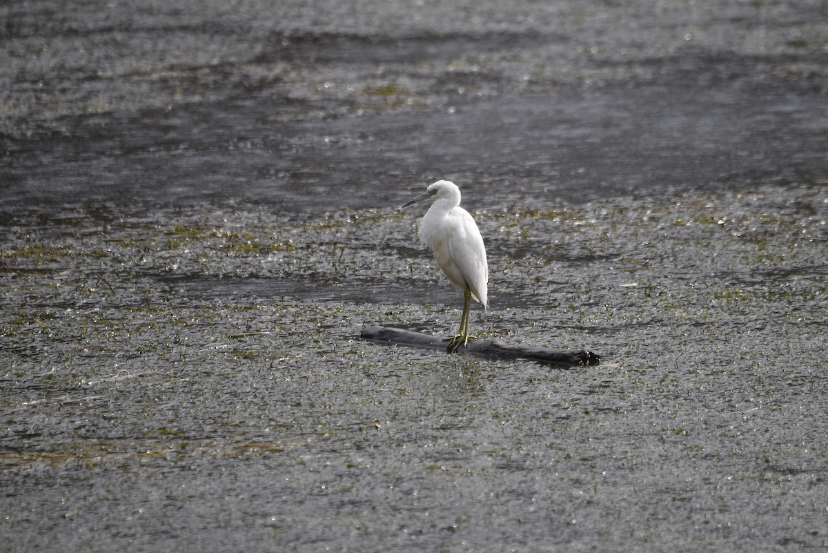Little Blue Heron - ML644250304