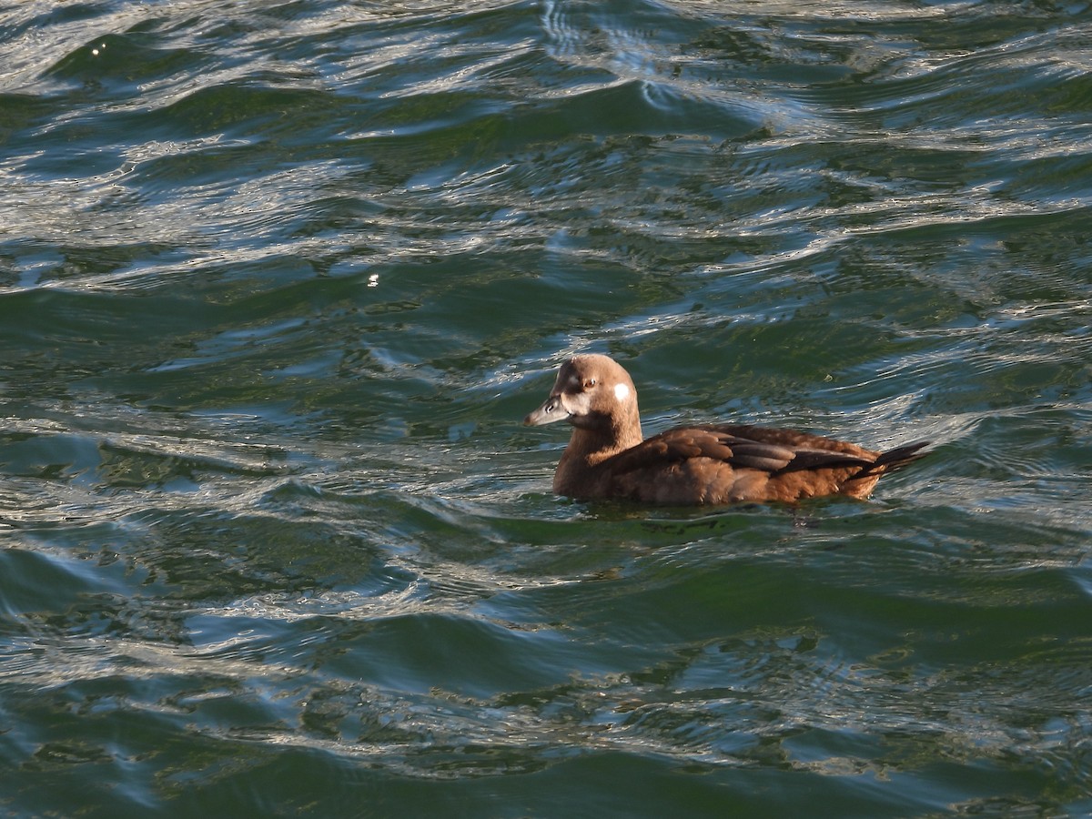 Ahate arlekina - ML644250307