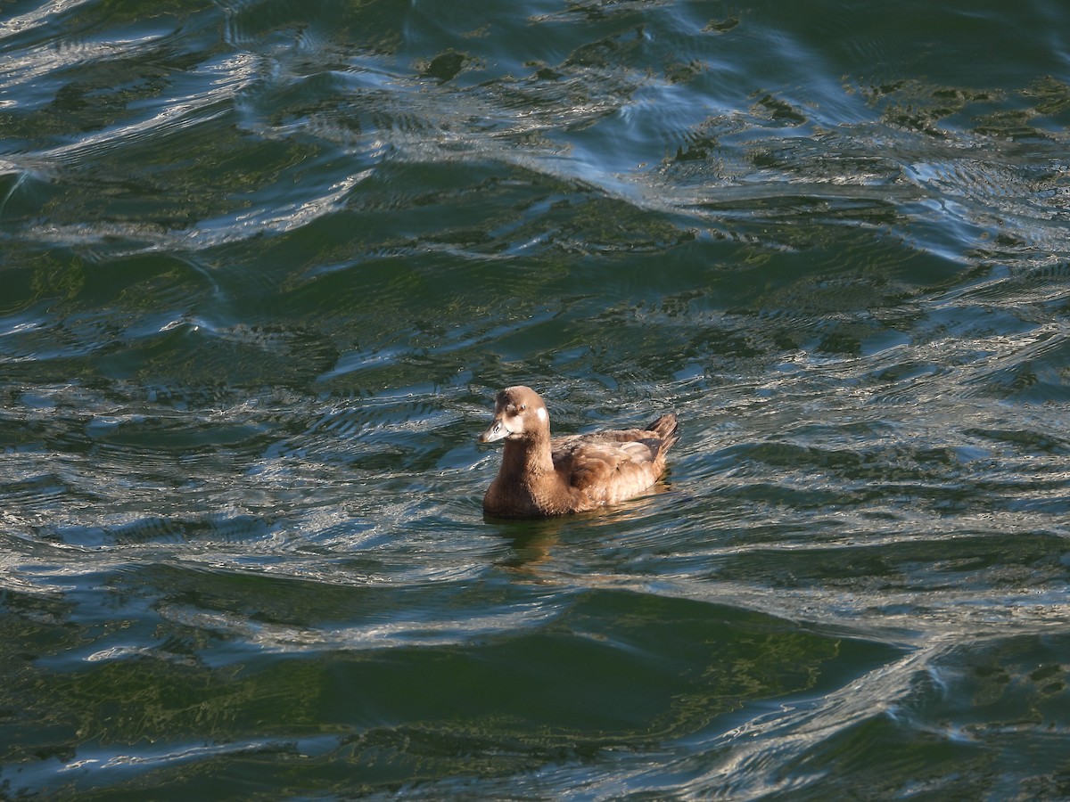 Ahate arlekina - ML644250308