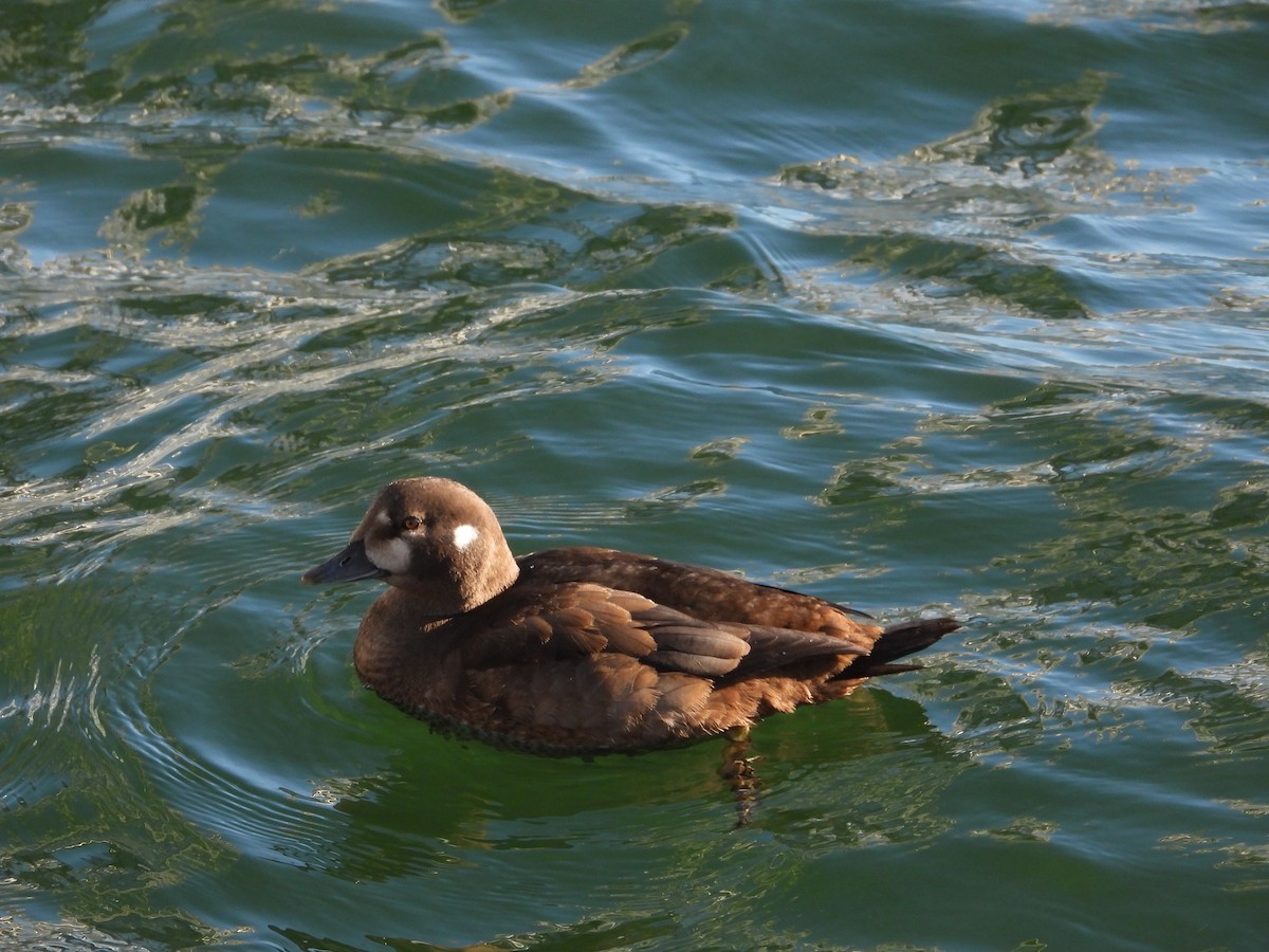 Ahate arlekina - ML644250310