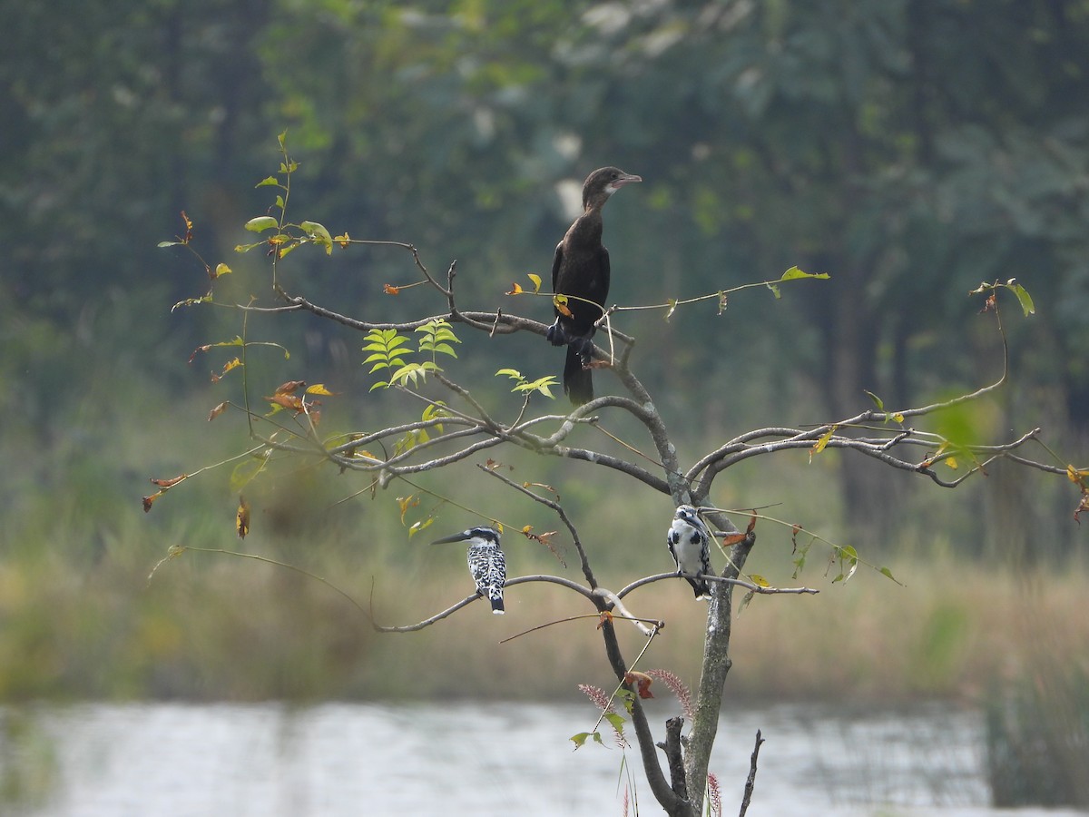 アジアコビトウ - ML644250329