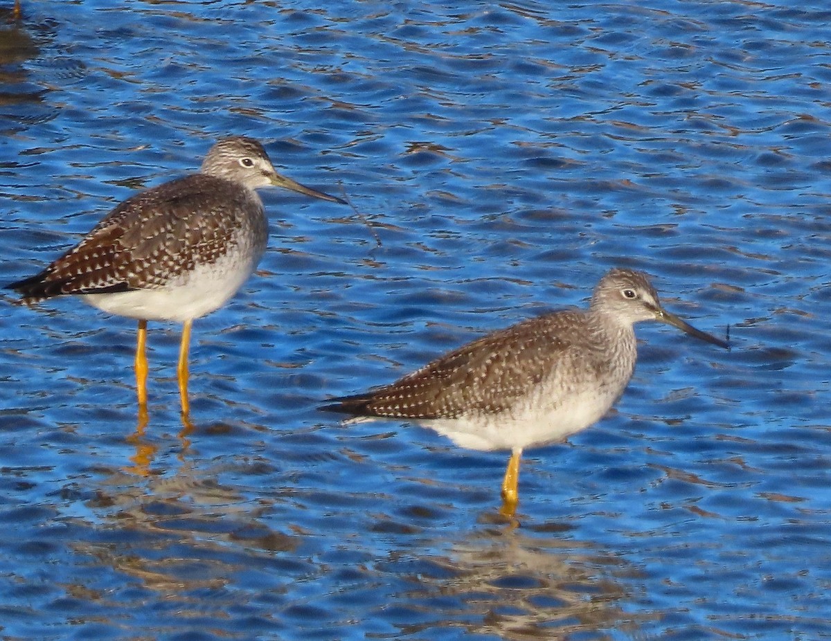 Greater Yellowlegs - ML644250334