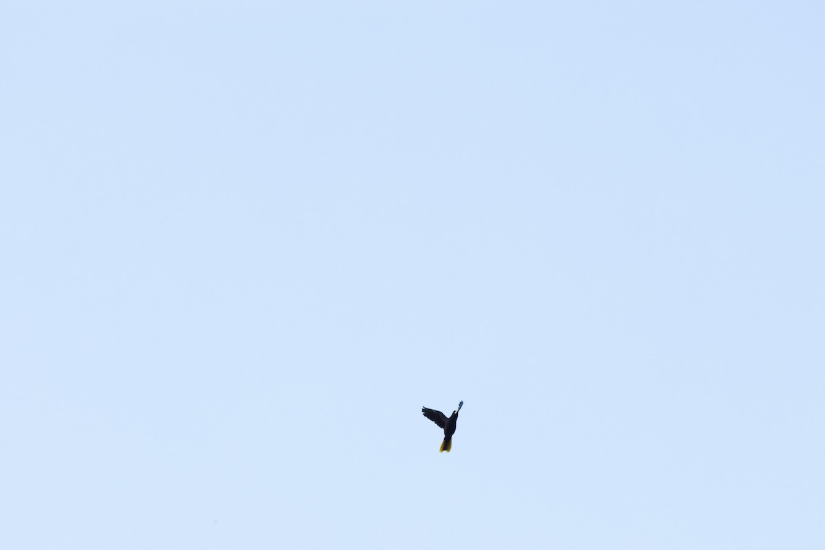 Crested Oropendola - ML644250339