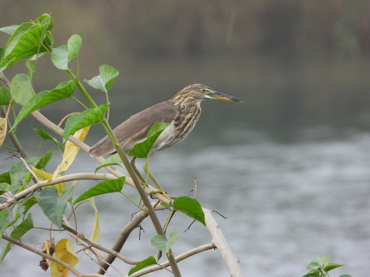 Indian Pond-Heron - ML644250340