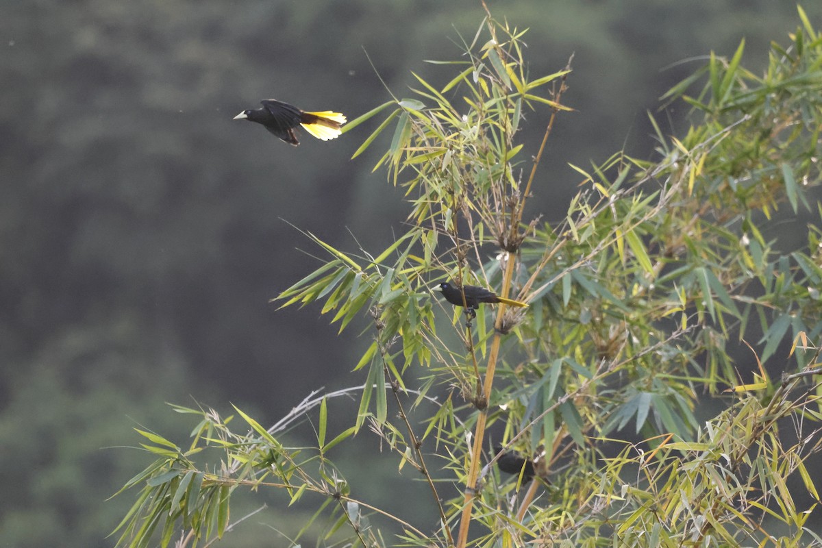 Crested Oropendola - ML644250341