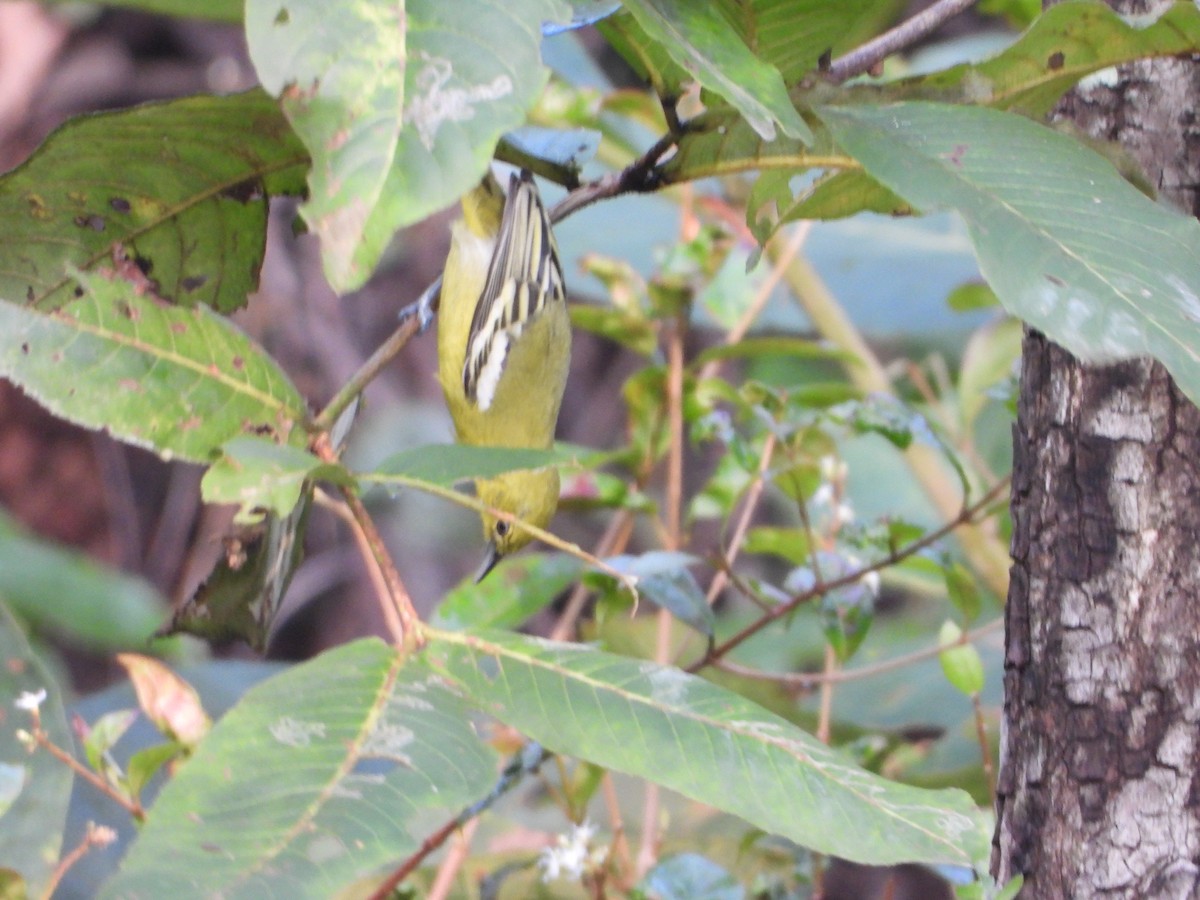 Common Iora - ML644250376