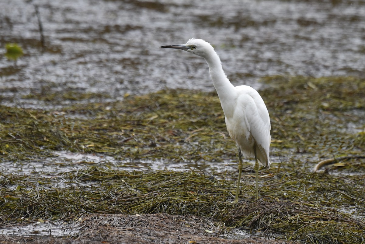 Little Blue Heron - ML644250377