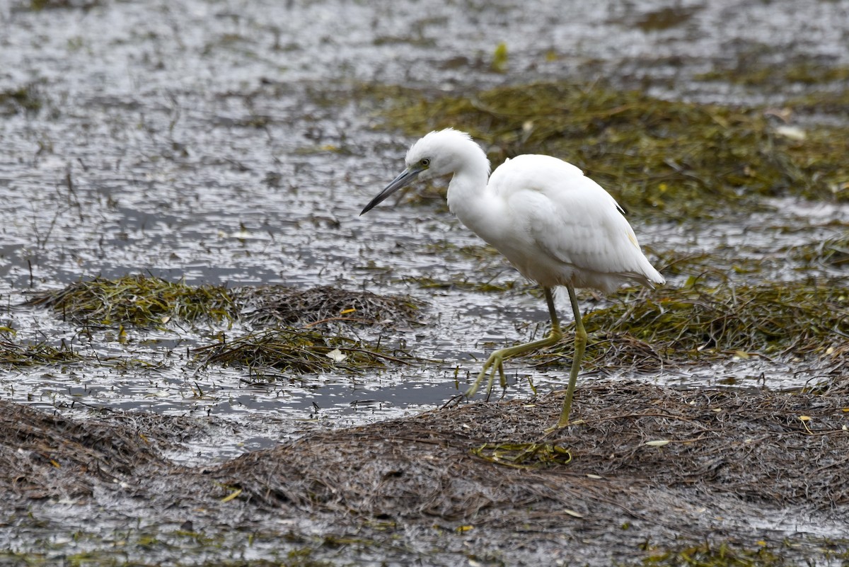 Little Blue Heron - ML644250378