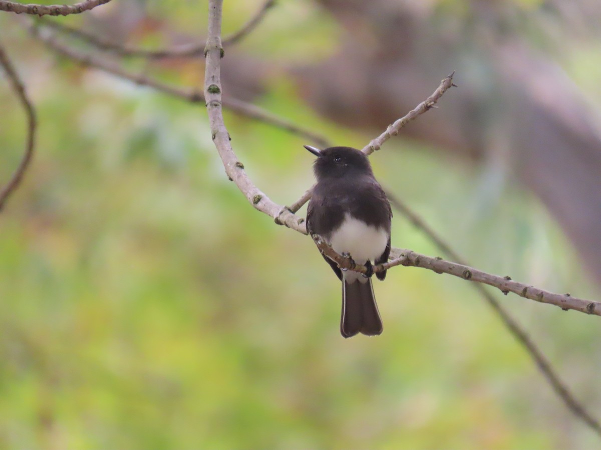 Black Phoebe - ML644250390