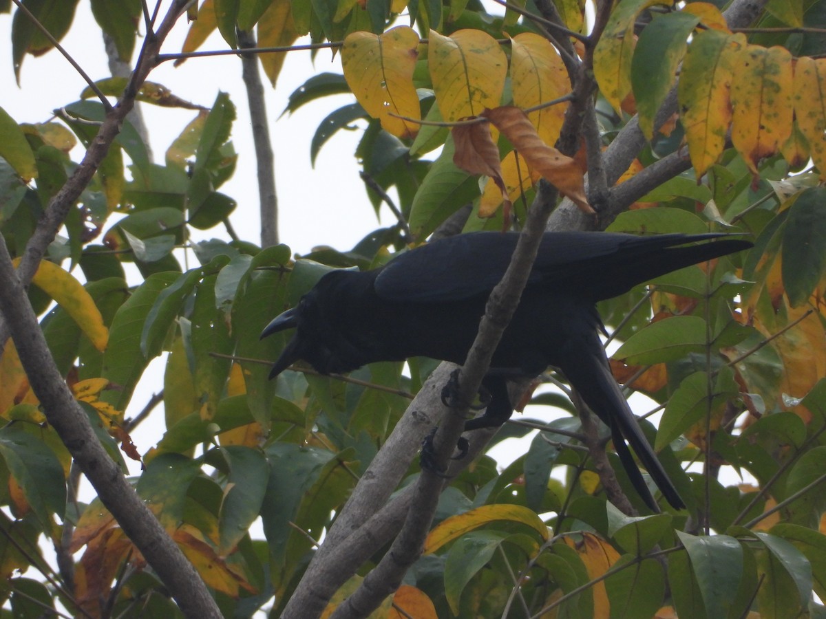 Ворона великодзьоба (підвид culminatus) - ML644250394