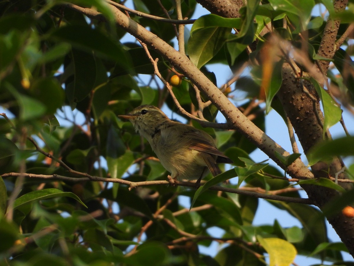 Greenish Warbler - ML644250397