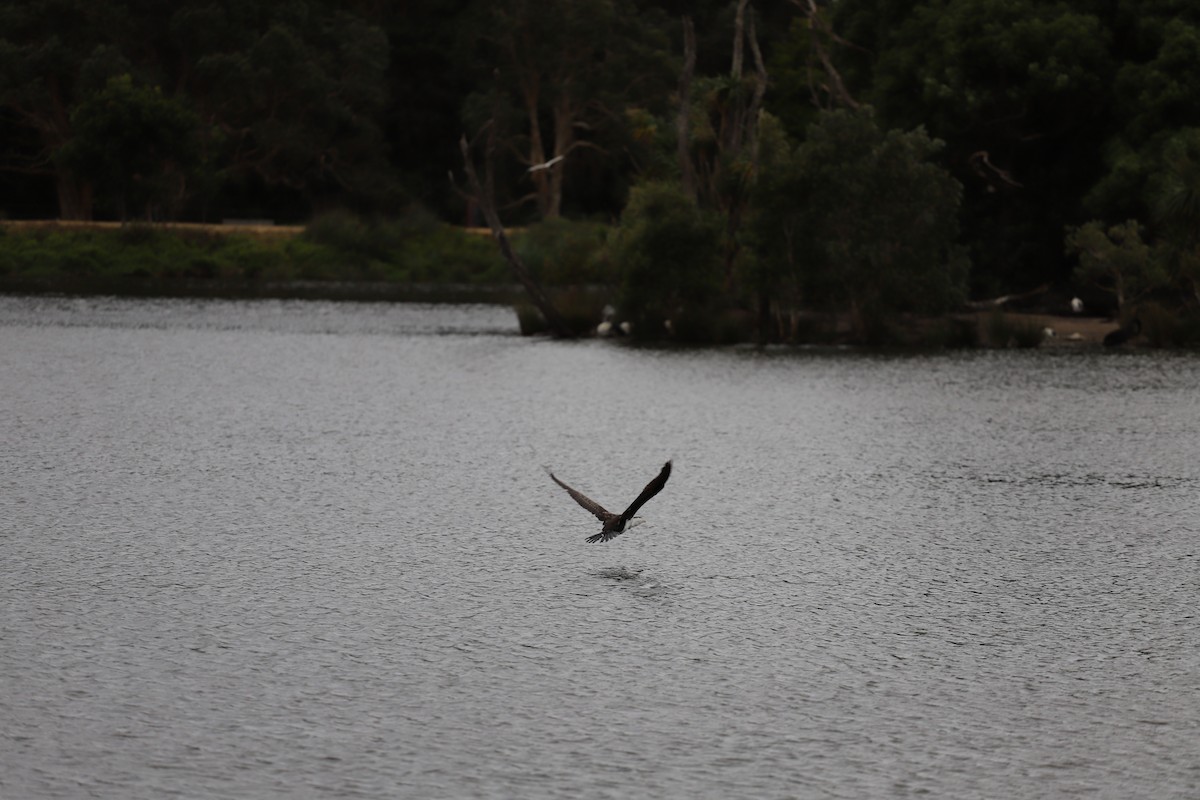 Pied Cormorant - ML644250413