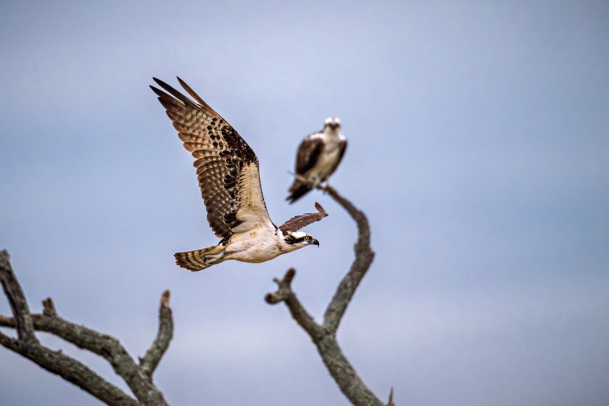 Osprey - ML644250428