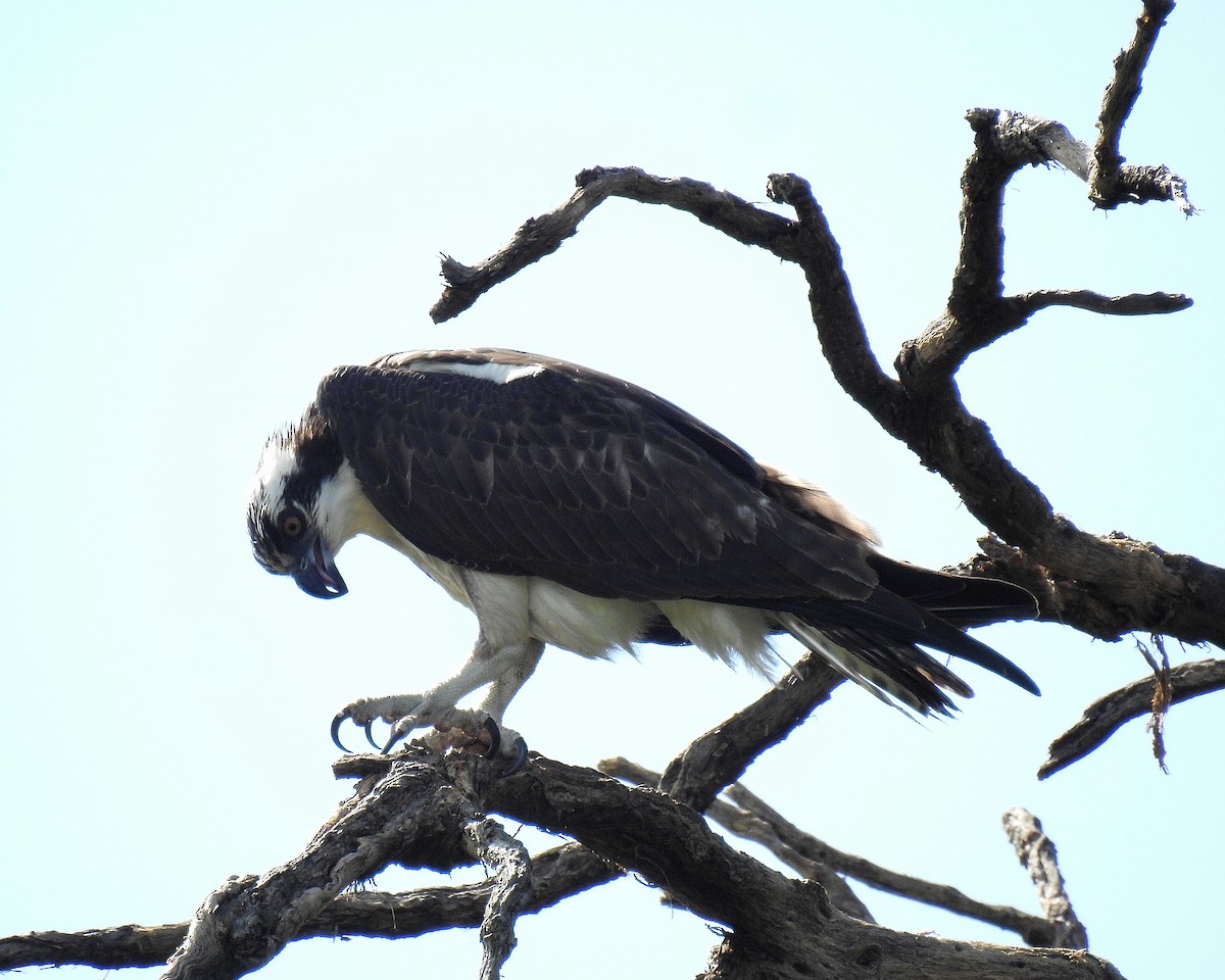 Osprey - ML644250431
