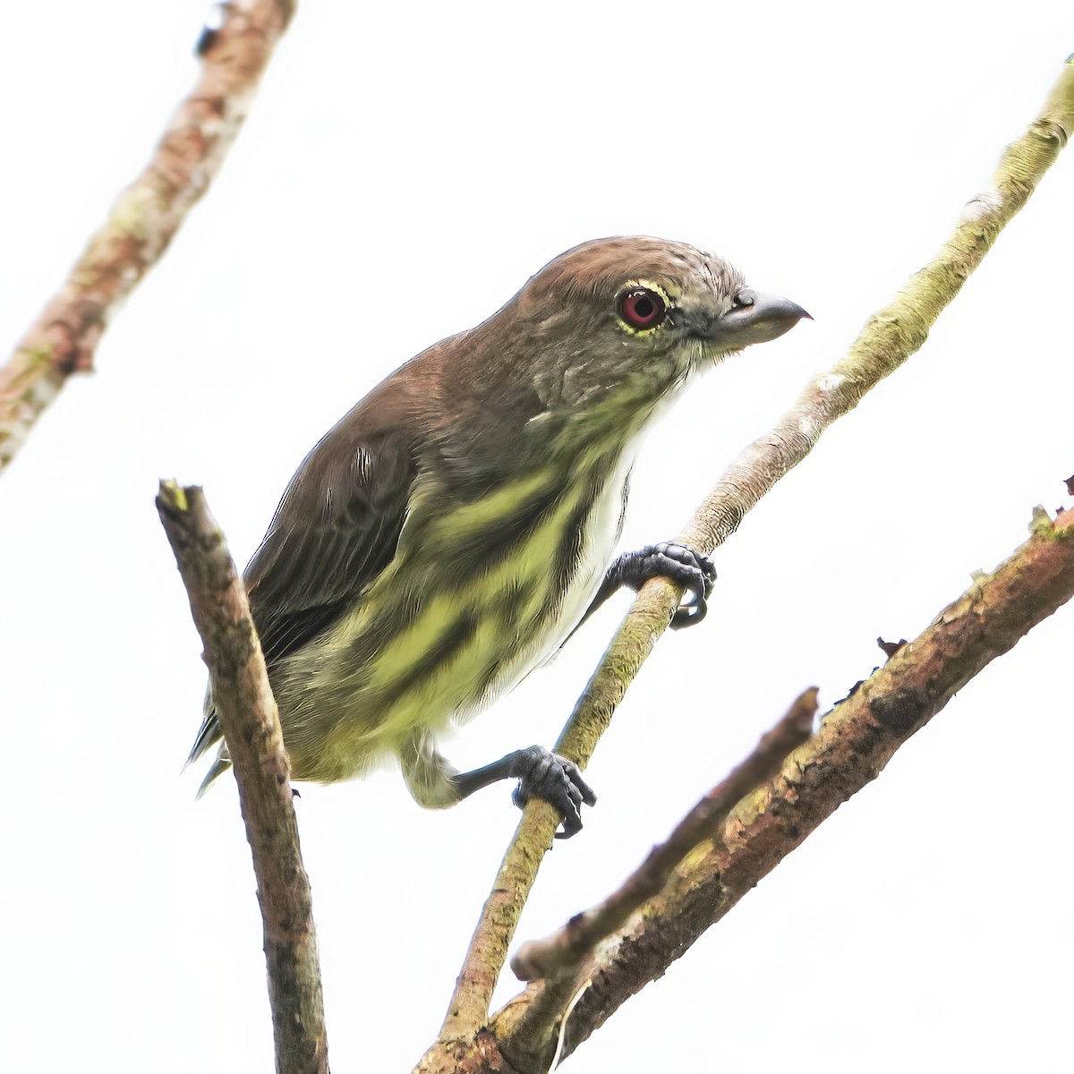 Thick-billed Flowerpecker (Striped) - ML644250439