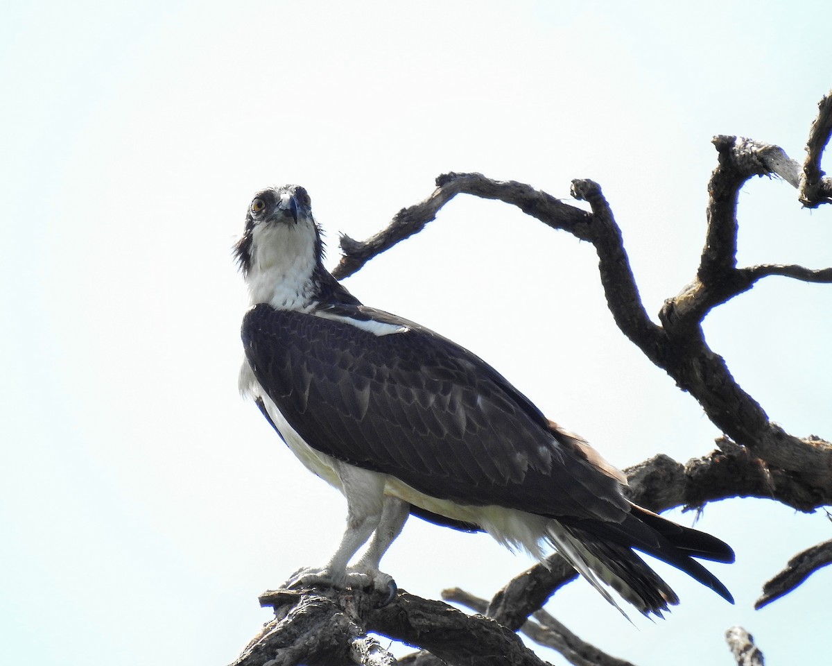 Osprey - ML644250442