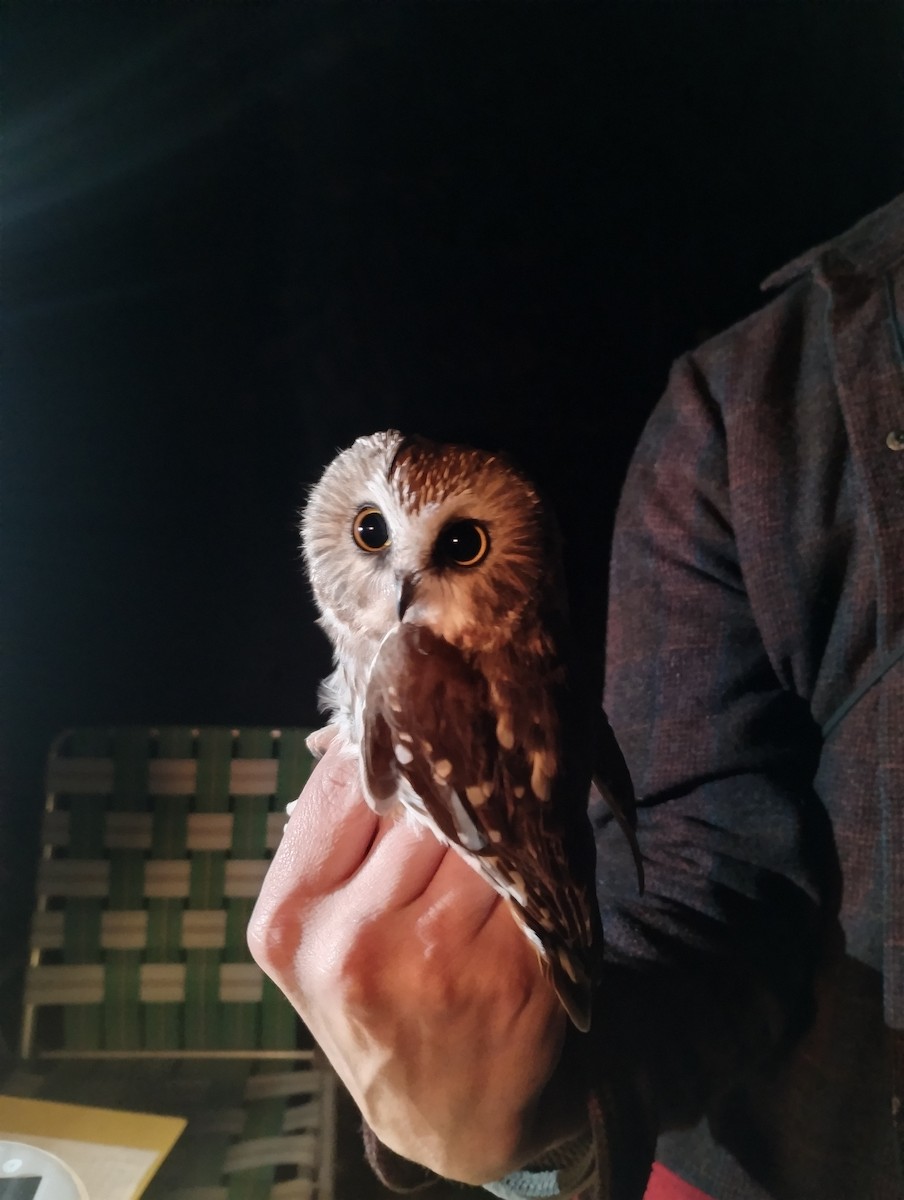 sýc americký - ML644250443