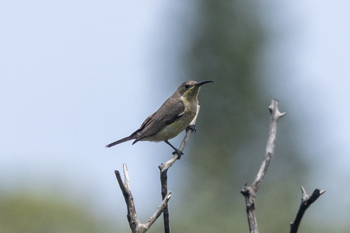 Malachite Sunbird - ML644250447