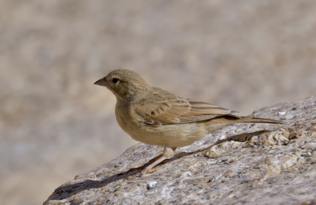 strnad skřivanovitý - ML644250448