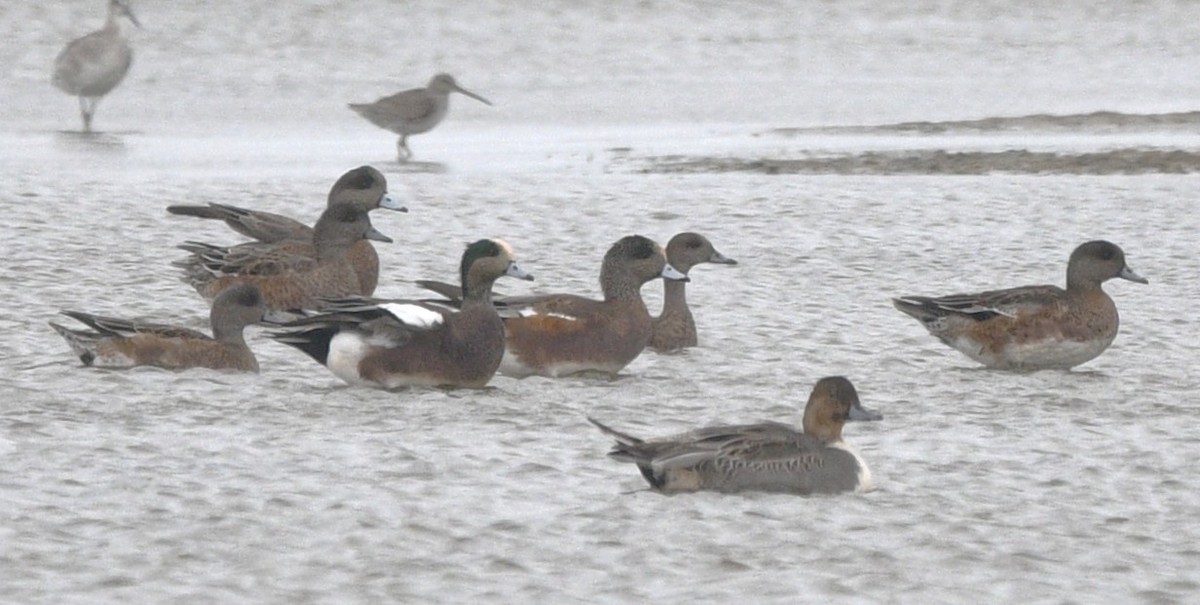 Amerika Fiyusu - ML644250450