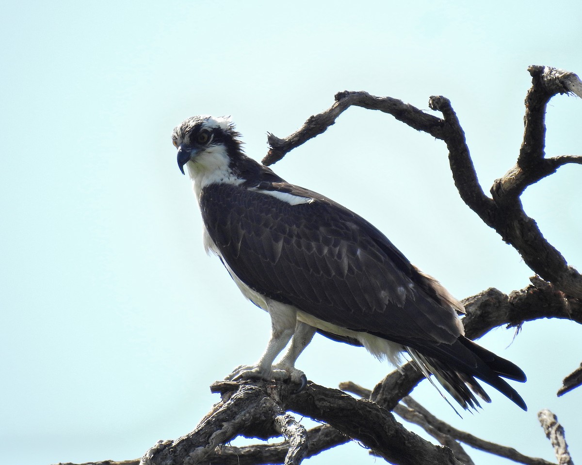 Osprey - ML644250451